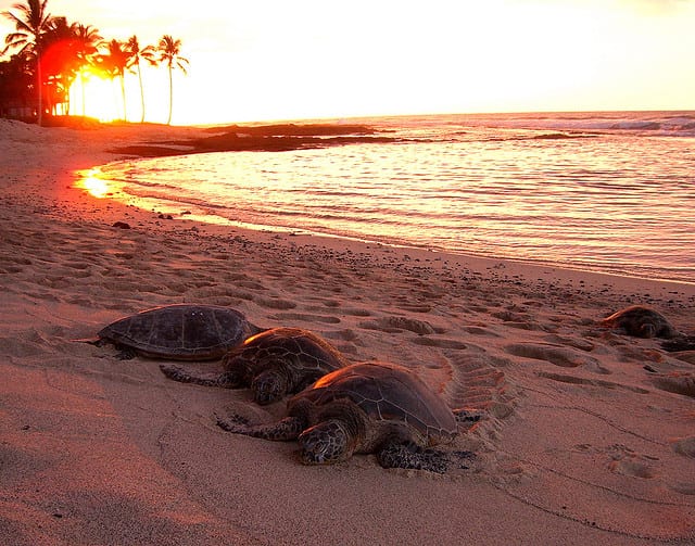 Turtles in Barbados